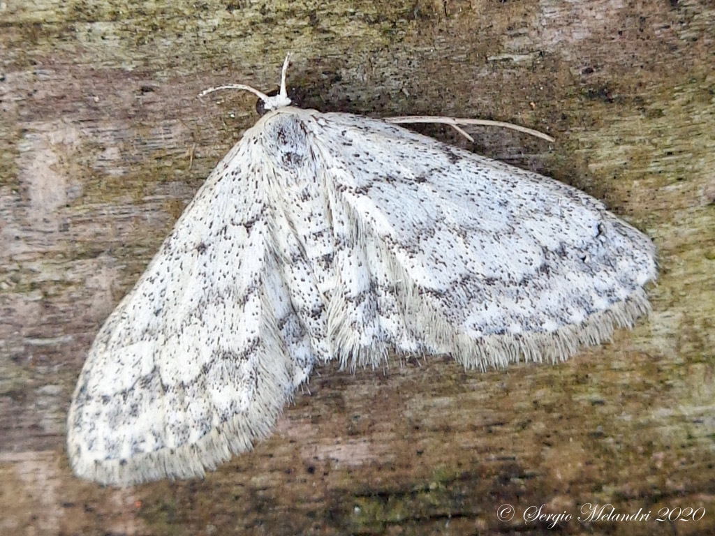 Geometridae: Idea seriata